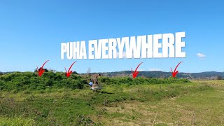 Whitebaiting Day 1 - Tasty Prickly PUHA BOIL UP