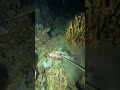 spear fishing night dive for food #swasinexplorer #spearfishing #nightspearfishing