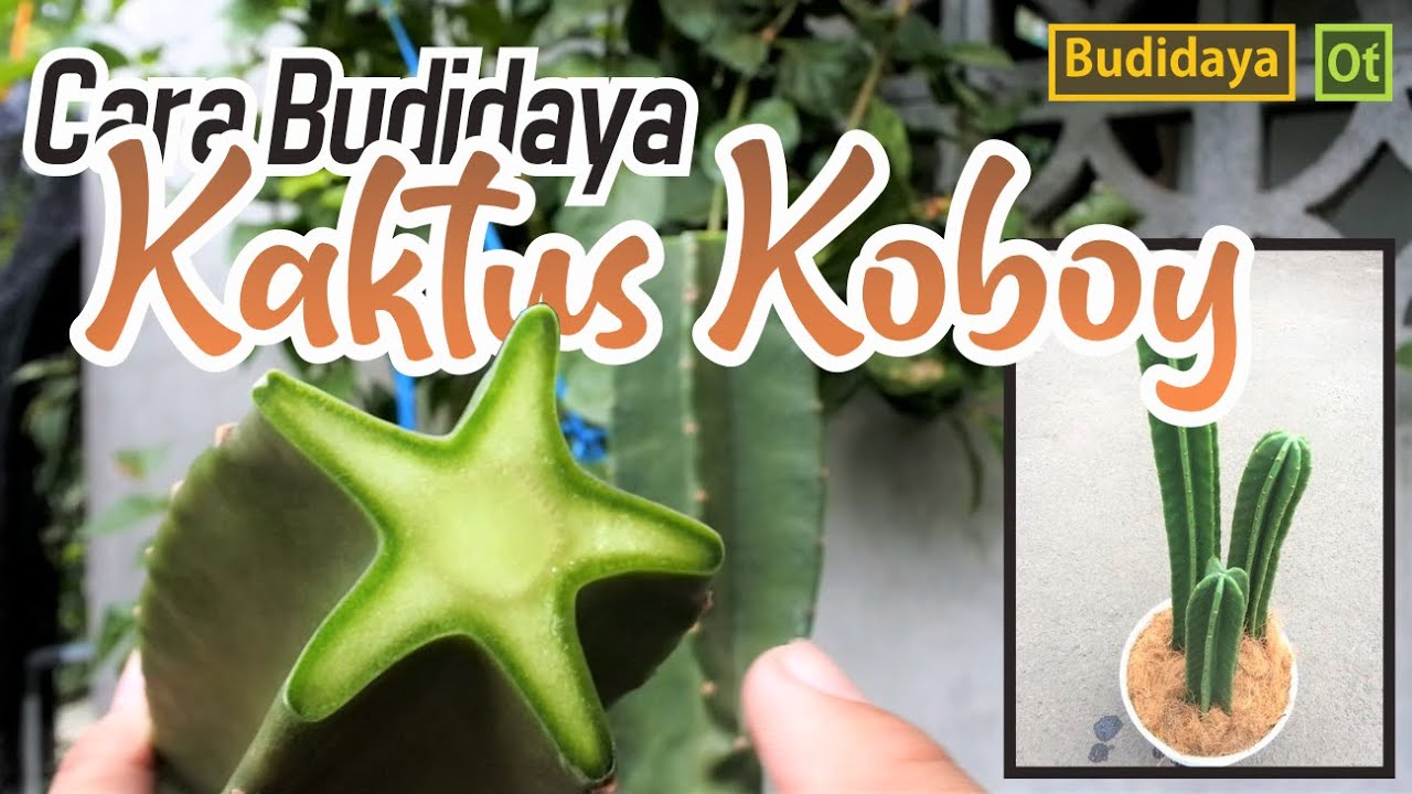 Cara Ampuh Budidaya Kaktus Koboy (Cereus Peruvianus) 