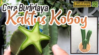 Cara Ampuh Budidaya Kaktus Koboy (Cereus Peruvianus)