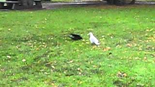 Crow & Seagull Fight in the Park