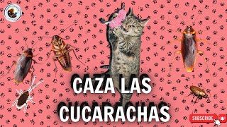 Video para #gatos - #cucarachas