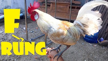 Tổng hợp gà rừng đột biến - F rừng lai được dân chơi săn bắt 2021 II HMT