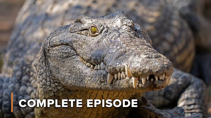 Monster Crocs: Showdown of Predators | Croc Watch With Steve Backshall 101+102