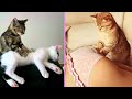 ПРИКОЛЫ С ЖИВОТНЫМИ Хитрые коты #32 Подборка смешных котов  Funny animals video