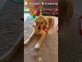 Who is did？ 🐕 #dog #funnydog #dogs #doglife #funnyvideos😂