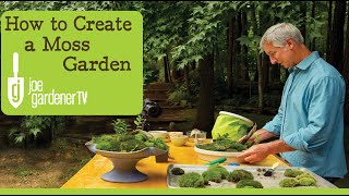 How to Create a Moss Garden