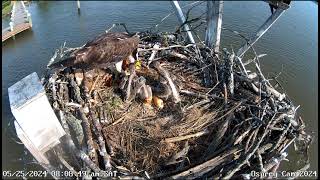 Osprey Nest Maryland  Rybołowy Marilyn & Arthur & Karmienie trojaczków 26/05/2024