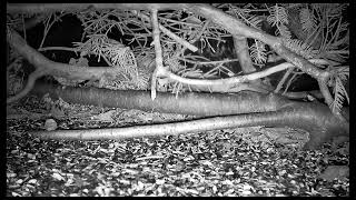Ostdrossel ground cam