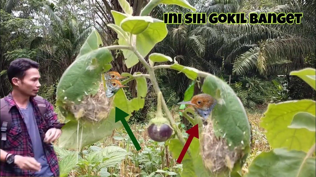 burung-prenjak-bikin-sarangnya-ngasal-banget-youtube