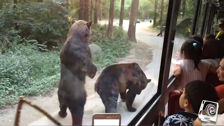 Bears learnt to stand on their hind legs for treats from South Korea tourists
