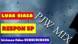 pelangi jaya walet, sp pjw mix - kiriman video subcribers & bukti respon birahi