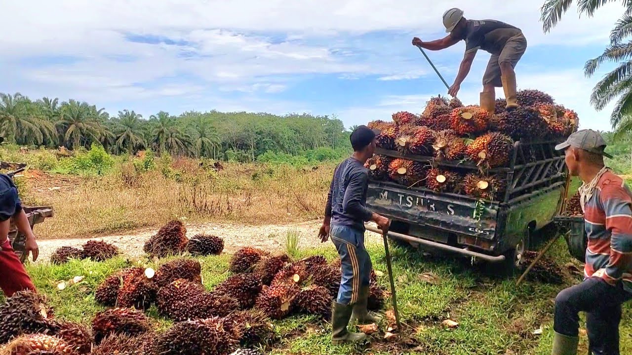 MUAT BUAH SAWIT TINGGI