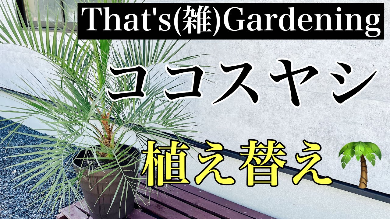 ココスヤシ植え替え〜雑ガーデニング〜 - YouTube