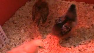 Chicks Update :-)
