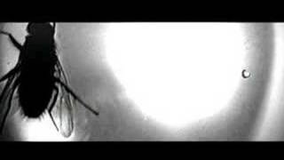THE MONSTERS UNDER THE BED fly on the wall (1995)