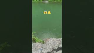 due to heavy rainfall the dam is break || #shorts #foryou #viral #river