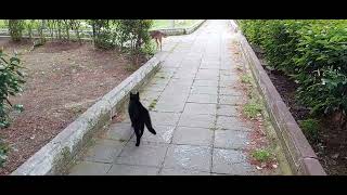 Black cat chases dog by Vancat Umut 46 views 4 weeks ago 31 seconds