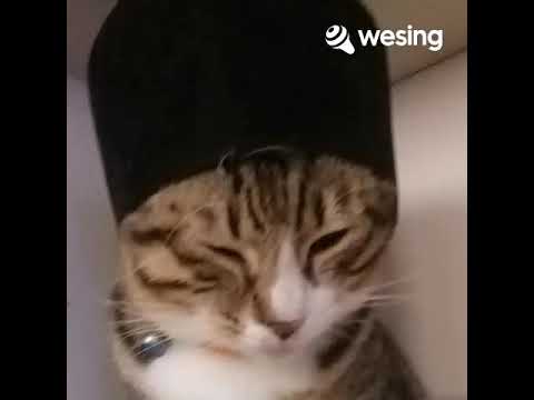 DJ Hareudang Hareudang