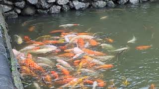 Koi and Catfish at the Citadel of Hue, Vietnam