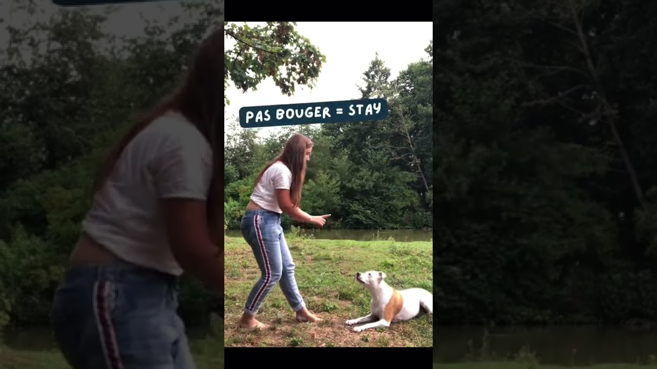 Give orders to your dog in French YouTube