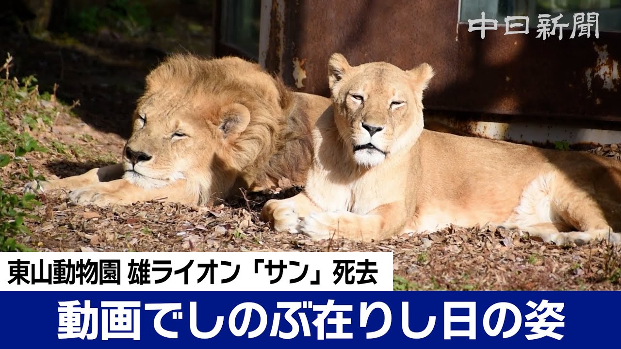 東山動植物園の雄ライオン「サン」死ぬ 人間なら100歳に相当：中日新聞Web