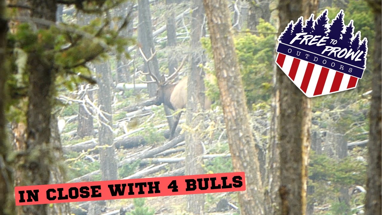 Montana DIY Archery Elk 4 Bull Sightings Opening Weekend YouTube