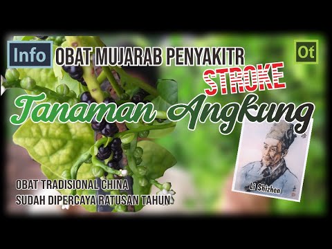 Organik Tips:  Tanaman Angkung, Obat Mujarab Penyakit Stroke