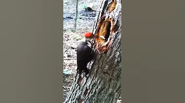 Дятел имеет чрезвычайно крепкий клюв, которого нет у большинства других птиц.