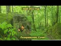 Прогулка по лесу. Лазаревское Сочи. Нежная зелень. Пение птиц для релакса. 8 мая 2022 года