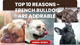 🐾 Top 10 Reasons French Bulldogs are Absolutely Adorable! 🐶💖