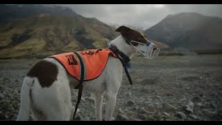Conservation dogs with Te Manahuna Aoraki
