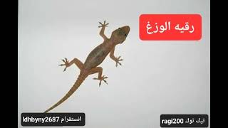 رقيه الوزغ