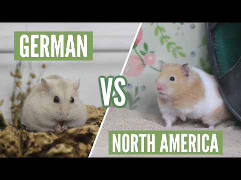 Video: Hamster Care 101: Cara Merawat Hamster Anda