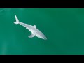 Worlds first images of newborn white shark