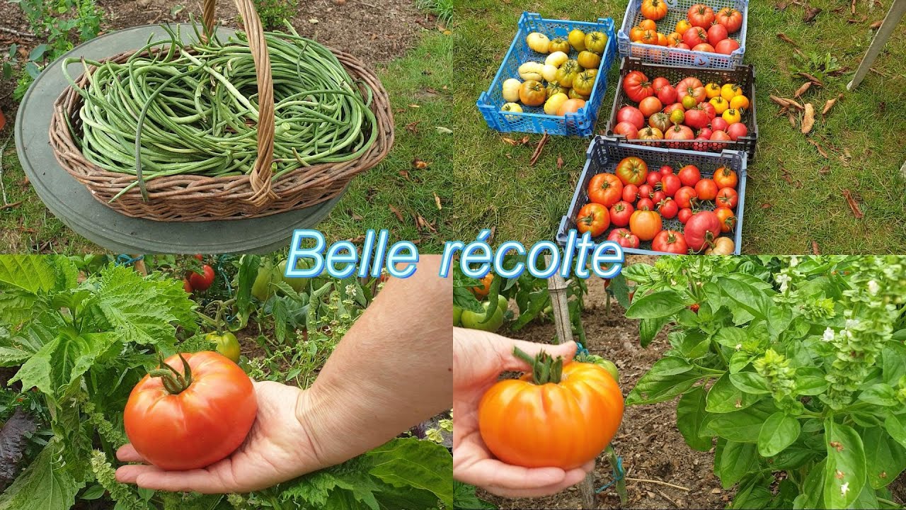 L' abondance de légumes dans le potager