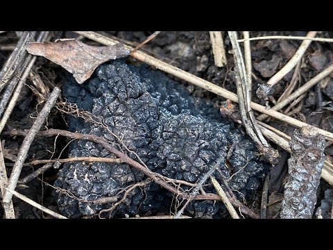 ШОК! Я нашла ЧЕРНЫЙ ТРЮФЕЛЬ! Мечты сбываются. Крымский трюфель