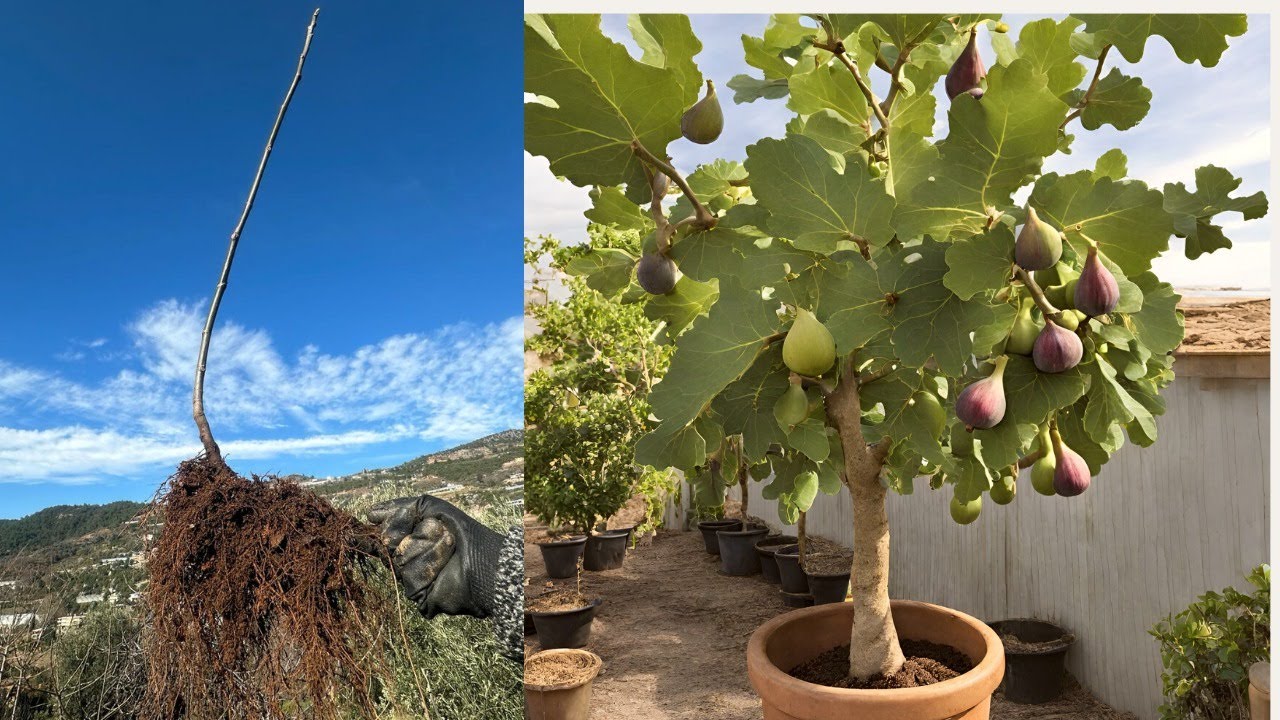 Kolay Adımlarla: Dalından İncir Köklendirme Teknikleri ve Püf Noktaları