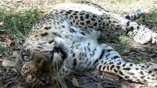 What Is Catnip?
