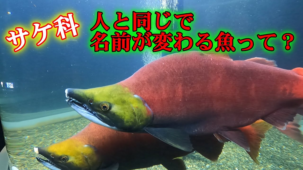 日本でここだけ！川をそのまま水族館にしちゃったってマジ？・千歳さけのふるさと館 4K