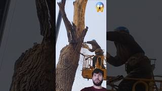 Coupe Darbres Parfaite Et Sécuritaire Dans Votre Jardin Vidéos De Coupe Darbres ...