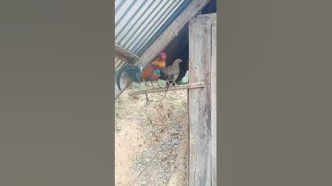 Qaib qu ntxuam pom 2 zoo nraug heev 24/12/2019