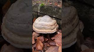 Iasca fagului,necomestibila - Fomes fomentarius. #mushroom #birds