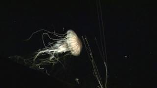 SouthTube 3 - Day 2 - The Tennessee Aquarium Part 2