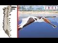 Strange New Pterosaur Species Discovered With Bizarre Teeth | 7 Days of Science