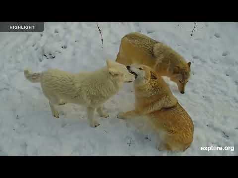 International Wolf Center South Camera | 2025 Highlights