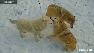 International Wolf Center South Camera | 2025 Highlights