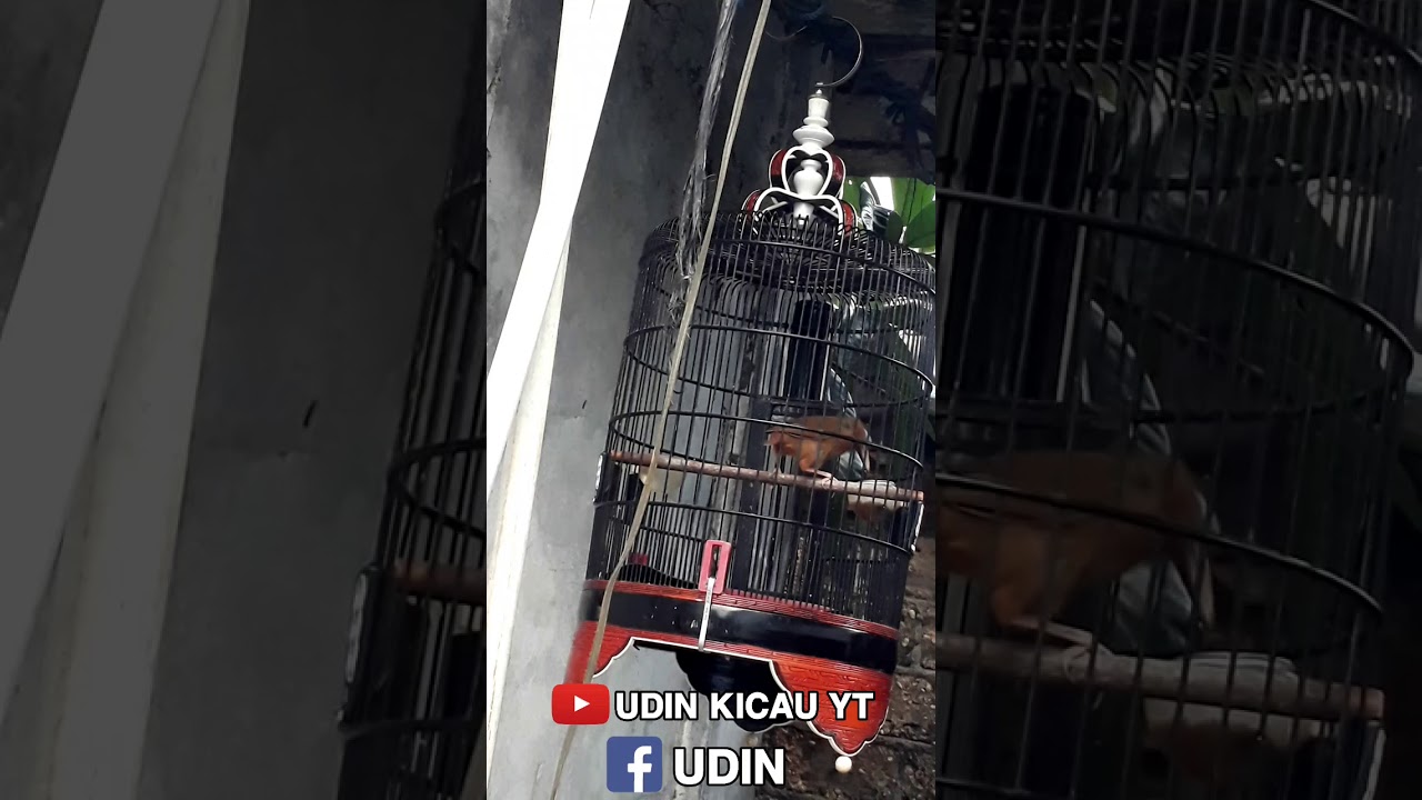 WAMBI BONDOL TAPI NGEROLL (Part 3)