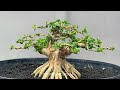 50 inspirasi bonsai sancang sito mame