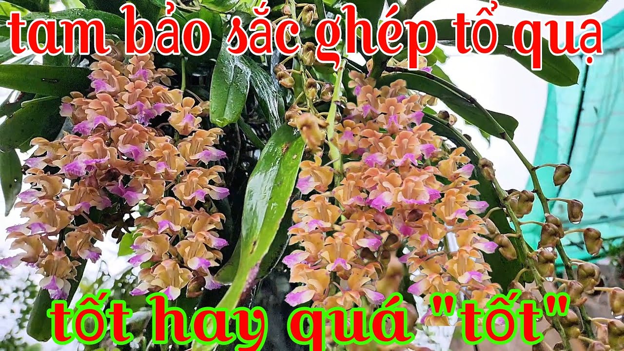 Tam bảo sắc ghép tổ quạ giá thể vĩnh cửu | phong lan rừng pv